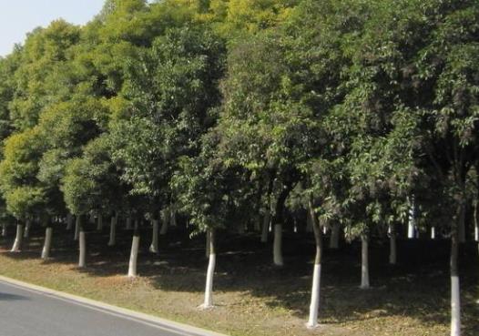 江城武漢十大最美街景旅游排行 曇華林濃縮中國(guó)近代歷史的滄桑