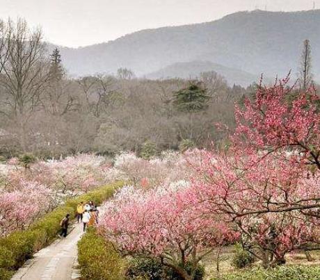 中國最美的十大梅花園旅游景點排行 莘莊公園原名“莘梅公園