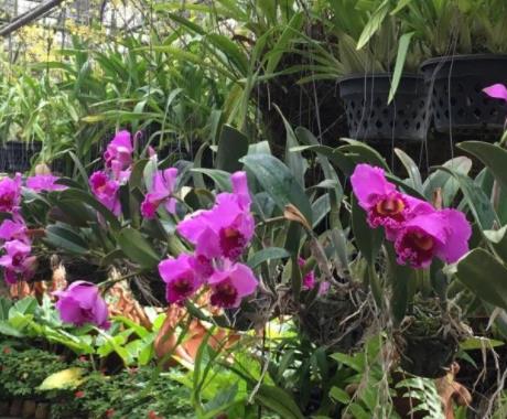 中國最美的十大梅花園旅游景點排行 莘莊公園原名“莘梅公園