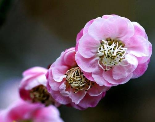 中國最美的十大梅花園旅游景點排行 莘莊公園原名“莘梅公園