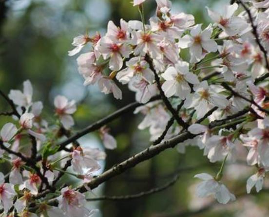 中國最美的十大梅花園旅游景點排行 莘莊公園原名“莘梅公園