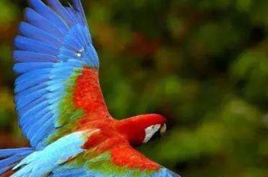 世界十大雨林旅游景點(diǎn)排行 塞拉多保護(hù)區(qū)由兩個(gè)部分組成