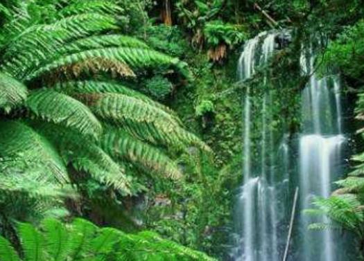 世界十大雨林旅游景點(diǎn)排行 塞拉多保護(hù)區(qū)由兩個(gè)部分組成