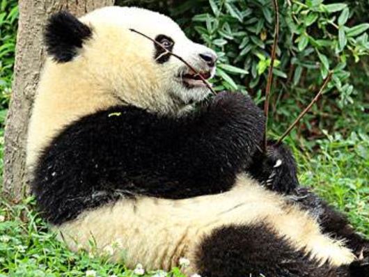 美國人心中十大中國必去景點旅游景點排行 紫禁城坐落在北京城中心