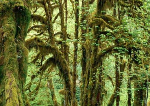 世界十大雨林旅游景點(diǎn)排行 塞拉多保護(hù)區(qū)由兩個(gè)部分組成