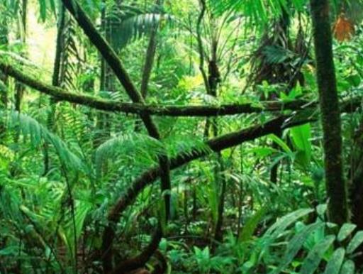 世界十大雨林旅游景點(diǎn)排行 塞拉多保護(hù)區(qū)由兩個(gè)部分組成