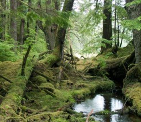 世界十大雨林旅游景點(diǎn)排行 塞拉多保護(hù)區(qū)由兩個(gè)部分組成