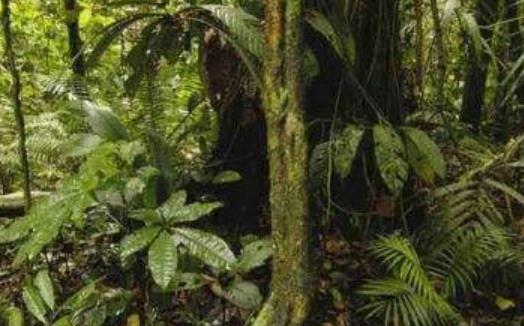 世界十大雨林旅游景點(diǎn)排行 塞拉多保護(hù)區(qū)由兩個(gè)部分組成