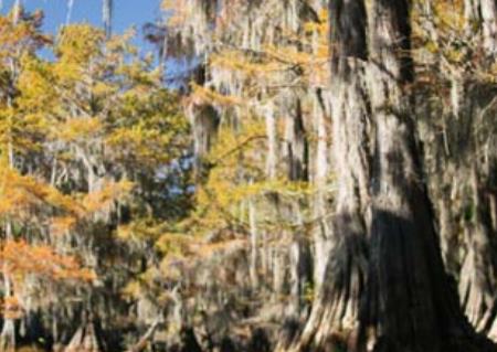 世界十大最迷人的森林旅游景點排行 懷波瓦森林有兩棵活貝殼杉樹