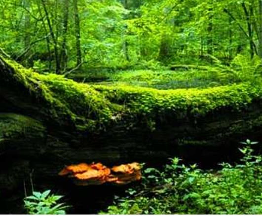 世界十大最迷人的森林旅游景點排行 懷波瓦森林有兩棵活貝殼杉樹