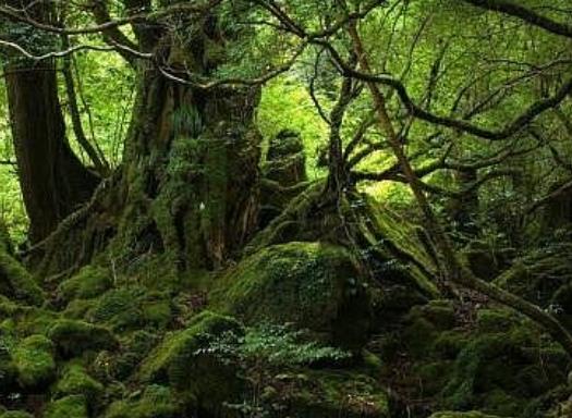 世界十大最迷人的森林旅游景點排行 懷波瓦森林有兩棵活貝殼杉樹