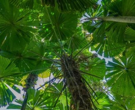 世界十大最迷人的森林旅游景點排行 懷波瓦森林有兩棵活貝殼杉樹