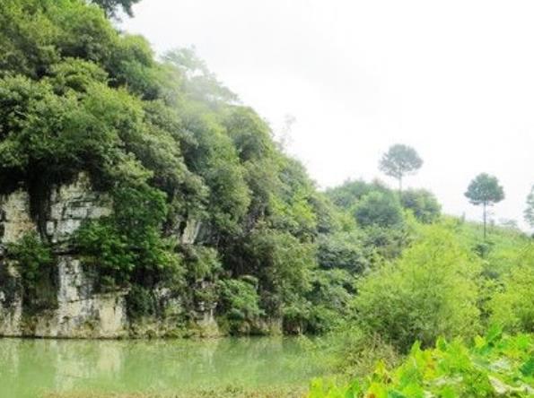 世界十大最迷人的森林旅游景點排行 懷波瓦森林有兩棵活貝殼杉樹