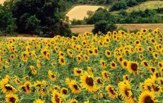 蜜月旅行必去的世界十大浪漫花海旅游景點(diǎn)排行 浪漫普羅旺斯