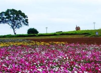 蜜月旅行必去的世界十大浪漫花海旅游景點(diǎn)排行 浪漫普羅旺斯