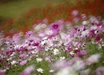 蜜月旅行必去的世界十大浪漫花海旅游景點(diǎn)排行 浪漫普羅旺斯