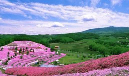 蜜月旅行必去的世界十大浪漫花海旅游景點(diǎn)排行 浪漫普羅旺斯