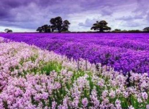 蜜月旅行必去的世界十大浪漫花海旅游景點(diǎn)排行 浪漫普羅旺斯