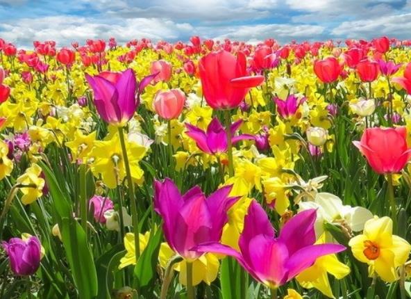 蜜月旅行必去的世界十大浪漫花海旅游景點(diǎn)排行 浪漫普羅旺斯