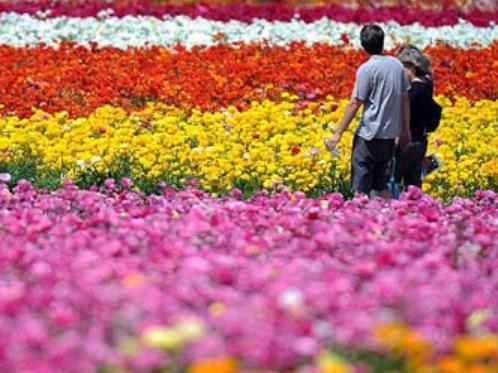 蜜月旅行必去的世界十大浪漫花海旅游景點(diǎn)排行 浪漫普羅旺斯