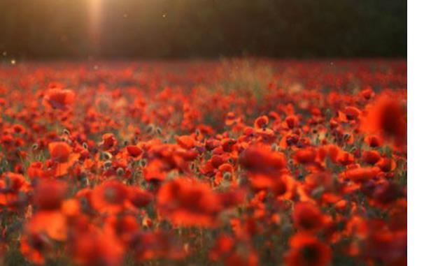 蜜月旅行必去的世界十大浪漫花海旅游景點(diǎn)排行 浪漫普羅旺斯