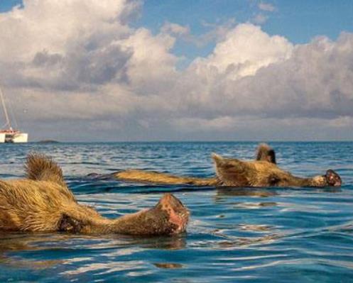 世界十大私人島嶼旅游排行 Isla de sa 坐落于西班牙圣米格爾灣