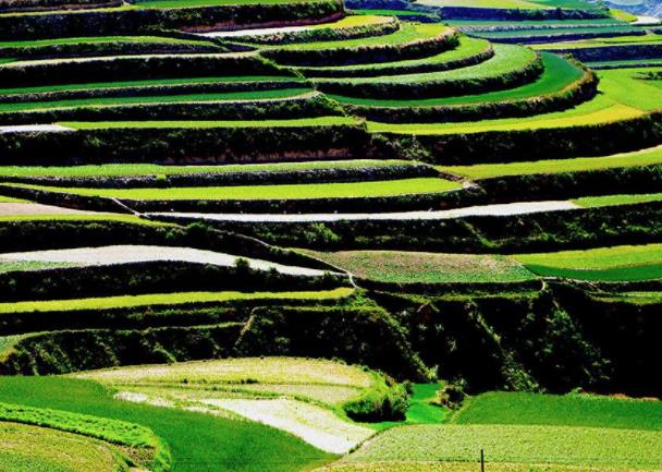 中國十大勾魂美景旅游景點排行 油菜花面積達四十萬畝左右