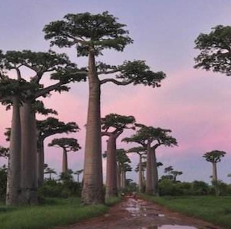 全球十大夢想旅行地旅游景點排行 長頸鹿莊園十分有趣