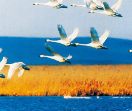 中國最美的十大秋色旅游景點排行 喀納斯登峰造極的秋色