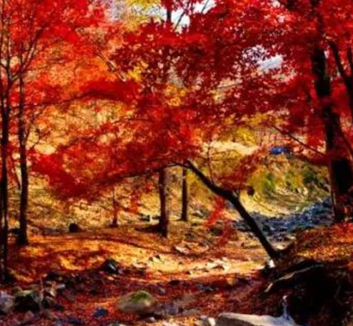 中國最美的十大秋色旅游景點排行 喀納斯登峰造極的秋色