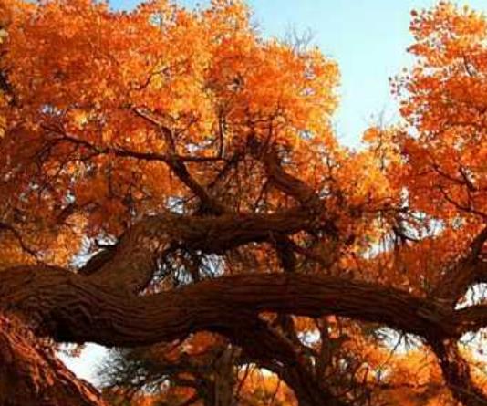 中國最美的十大秋色旅游景點排行 喀納斯登峰造極的秋色