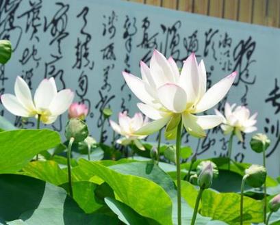 風景獨好江西十大最美景點旅游景點排行 月亮灣只覺得一彎秀水