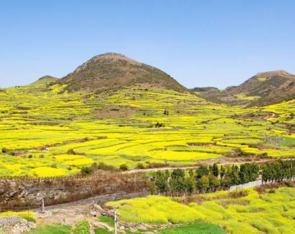 全國十大最美油菜花海觀賞地旅游排行 漢中位于陜西南部