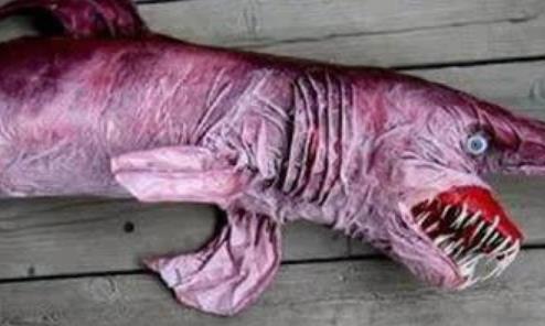 五大現存世界上最古老的動物 最原始鯊魚皺鰓鯊存在1.5億年