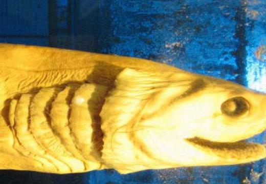 五大現存世界上最古老的動物 最原始鯊魚皺鰓鯊存在1.5億年