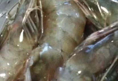 五大現存世界上最古老的動物 最原始鯊魚皺鰓鯊存在1.5億年