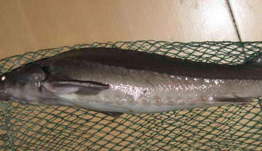 五大現存世界上最古老的動物 最原始鯊魚皺鰓鯊存在1.5億年