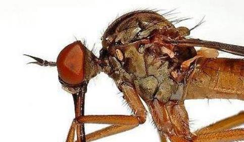 令人聞風(fēng)喪膽5大動(dòng)物毒王排行 蚊子在動(dòng)物界中體型小力量弱