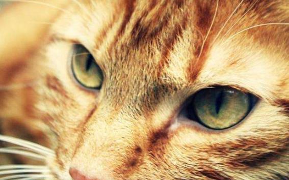 盤點世界科學史上的五只貓 科學家創造出了這只基因改造的熒光貓