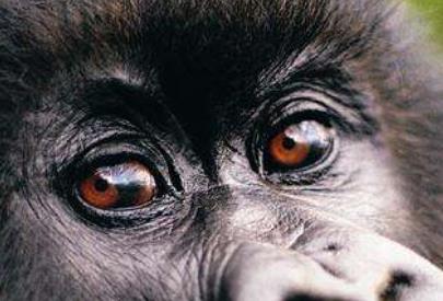 最為怪異的5種滅絕動物盤點 巨型短面袋鼠身高可達到10英尺