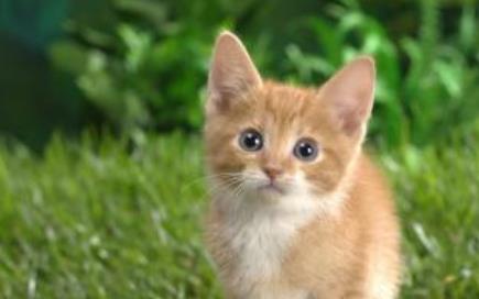 盤點世界科學史上的五只貓 科學家創造出了這只基因改造的熒光貓