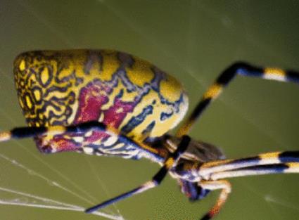 令人聞風(fēng)喪膽5大動(dòng)物毒王排行 蚊子在動(dòng)物界中體型小力量弱