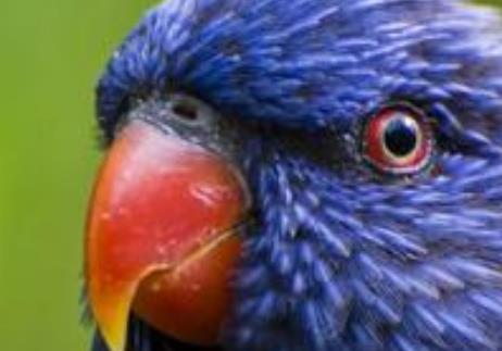 盤點動物界中五大丑星 長鼻猴在亞洲東南部的婆羅洲島