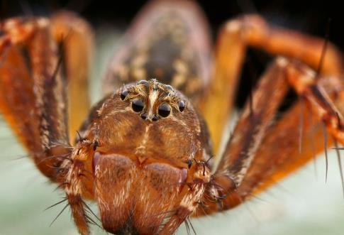 盤點動物界中五大丑星 長鼻猴在亞洲東南部的婆羅洲島