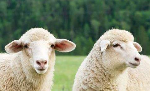 細數科學界五大動物功勛 綿羊多利出生于1996年7月5日