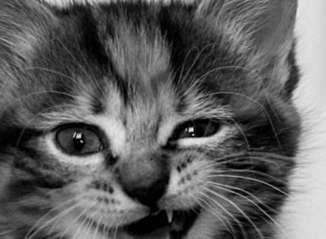 細數科學界五大動物功勛 綿羊多利出生于1996年7月5日