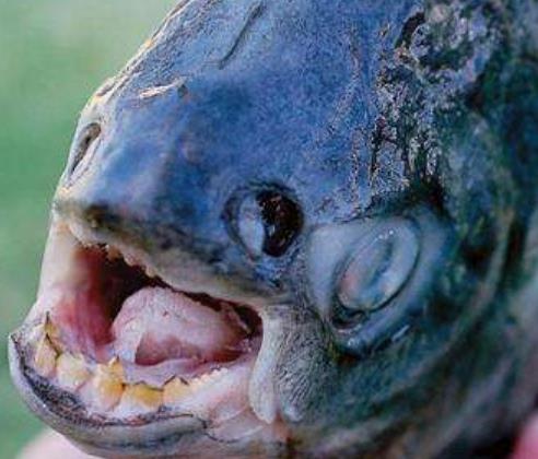 盤點動物界中五大丑星 長鼻猴在亞洲東南部的婆羅洲島