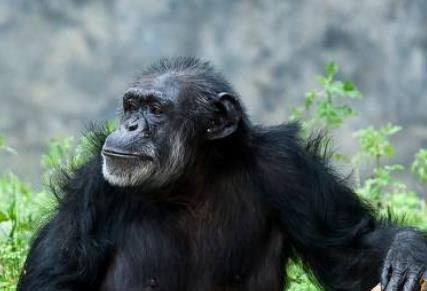 細數科學界五大動物功勛 綿羊多利出生于1996年7月5日