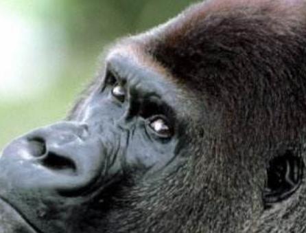 細數科學界五大動物功勛 綿羊多利出生于1996年7月5日