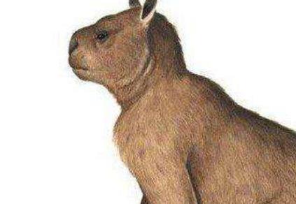 最為怪異的5種滅絕動物盤點 巨型短面袋鼠身高可達到10英尺